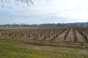 Pessac Leognan Vineyards 